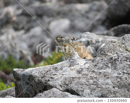 鼠兔生活在碎石中 130930980