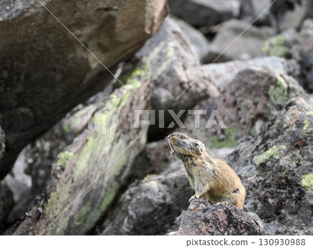 Pika living in the scree Pika living in the scree 130930988