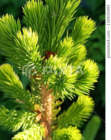 Young branches of spruce in early spring. Green needles 130930995