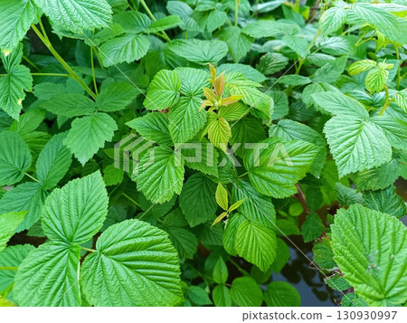 Raspberry bush in spring without berries 130930997