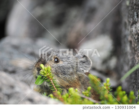 Pika living in the scree Pika living in the scree 130931004
