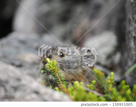 Pika living in the scree Pika living in the scree 130931005