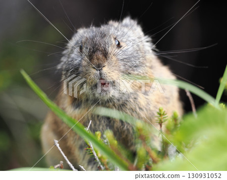 Pika living in the scree Pika living in the scree 130931052