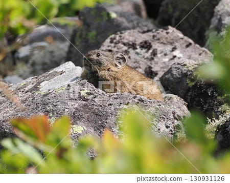 Pika living in the scree Pika living in the scree 130931126