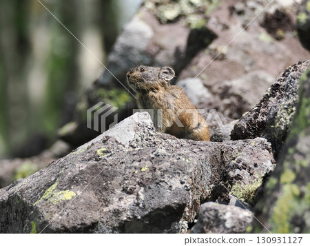 Pika living in the scree Pika living in the scree 130931127