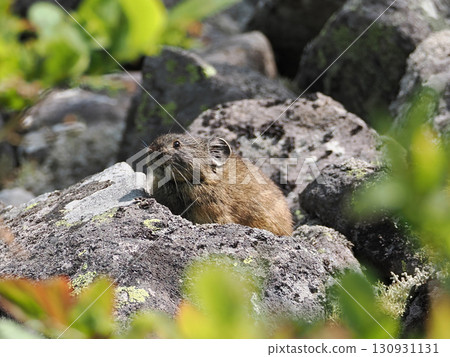 Pika living in the scree Pika living in the scree 130931131