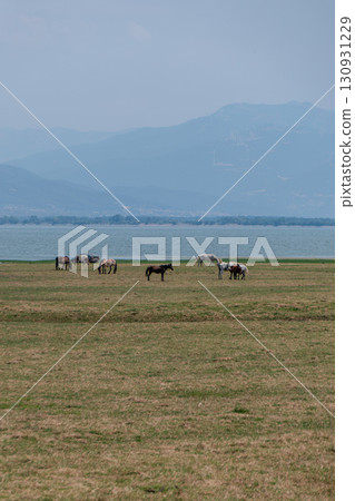 Greece, Edessa, Landscape of Lake Kirkini with wild horses roaming free. 130931229