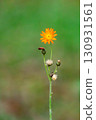 Coulin dandelion 130931561