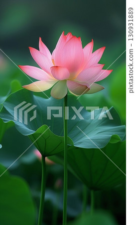 Pink lotus flower blooms in full, set against a backdrop of green leaves and a soft-focus green background, showcasing natural beauty Pink lotus flower blooms in full, set against a backdrop of green leaves and a soft-focus green background, showcasing natural beauty 130931889