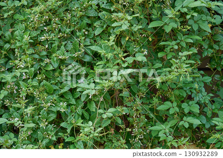 Weeds covering the broken windows. The exterior of the building is a symbol of the problem of vacant houses. 130932289