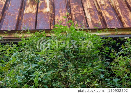 Weeds covering the broken windows. The exterior of the building is a symbol of the problem of vacant houses. Weeds covering the broken windows. The exterior of the building is a symbol of the problem of vacant houses. 130932292