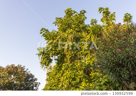 Shot of the catalpa tree Shot of the catalpa tree 130932599