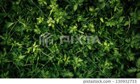 Green Plant Texture Abstract Background 130932733
