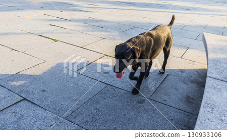 Shot of the stray dog walking outdoors Shot of the stray dog walking outdoors 130933106