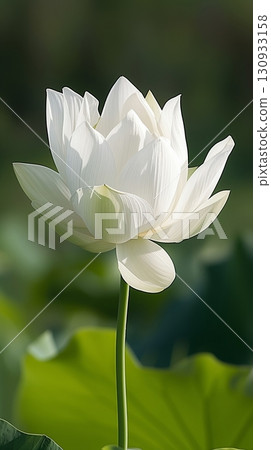Large white lotus flower, with its petals fully opened, rises elegantly against a backdrop of green foliage 130933158