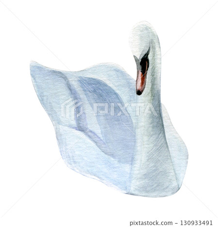 Watercolor of swan bird. Hand-painted white bird isolated on a white background. Good for postcards, invitations, greeting cards 130933491