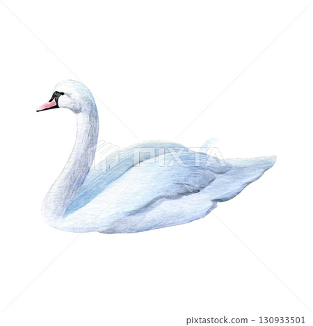 Watercolor of swan bird. Hand-painted white bird isolated on a white background. Good for postcards, invitations, greeting cards Watercolor of swan bird. Hand-painted white bird isolated on a white background. Good for postcards, invitations, greeting cards 130933501