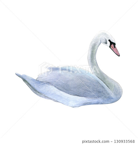 Watercolor of swan bird. Hand-painted white bird isolated on a white background. Good for postcards, invitations, greeting cards 130933568
