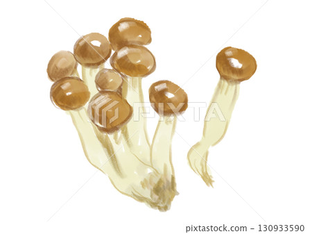 新鮮美味的姬菇手繪水彩插圖 130933590
