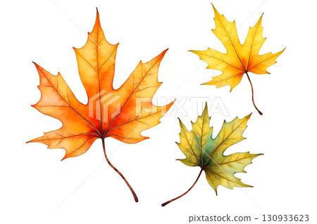 Vibrant Autumn Maple Leaves, A Hand-Painted Watercolor Illustration Set of Three Colorful Fall Leaves Isolated on a White Background. 130933623