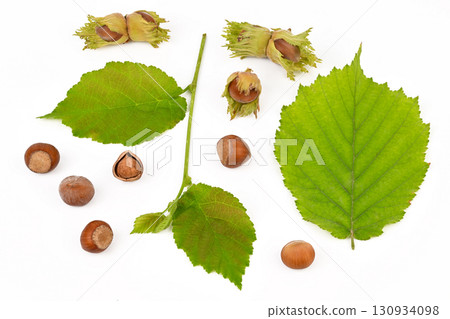 A leaf with a nut on it is surrounded by other nuts and leaves A leaf with a nut on it is surrounded by other nuts and leaves 130934098