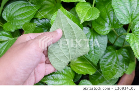 Hand Holding a Medicinal Betel Leaf 130934103