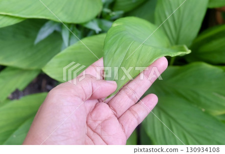 Hand Holding Herb for Freshness and Vitality Hand Holding Herb for Freshness and Vitality 130934108