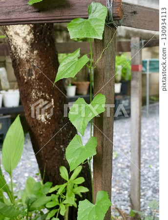 Calcium-Rich Ivy Gourd Vine on Wooden Fence 130934113