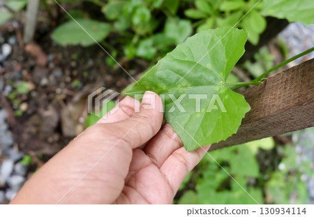 Hand Inspecting Ivy Gourd Leaf on Fence 130934114