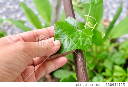 Nutritious Ivy Gourd Leaf in Hand 130934115