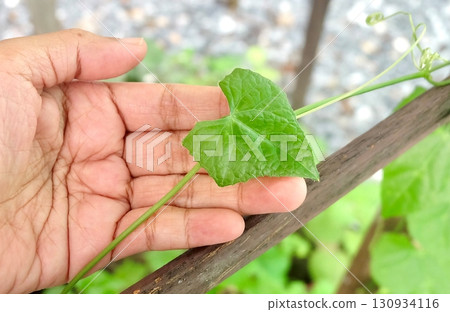 Hand Inspecting Medicinal Ivy Gourd Leaf 130934116