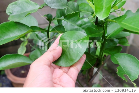 Hand Holding Fresh Orange Tree Leaves Hand Holding Fresh Orange Tree Leaves 130934119