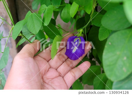 Hand Harvesting Butterfly Pea for Healthy Drinks 130934126