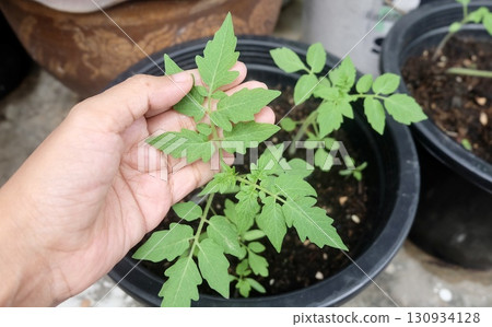 Hand Touching Seedlings Ready for Planting Hand Touching Seedlings Ready for Planting 130934128