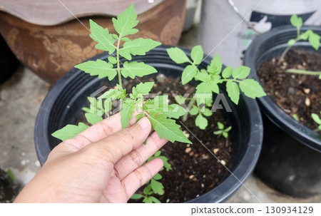 Hand Touching Seedlings Ready for Planting 130934129
