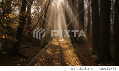 Sunbeams in a misty autumn forest. Path with light. 130934275