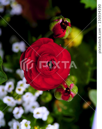 Vibrant red flower blooming among white blossoms in a garden during springtime 130934390
