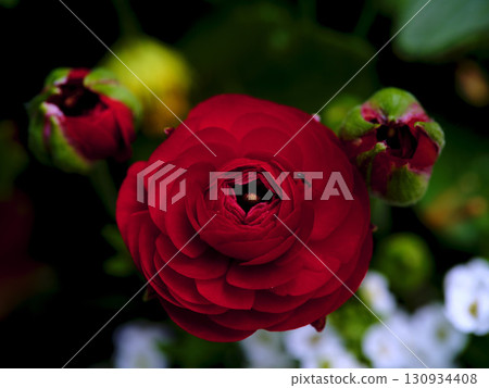 Vibrant red ranunculus flower amidst green buds in a lush garden setting during the early spring season 130934408