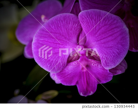 Beautiful pink orchid blooms under soft lighting in a garden setting showcasing vibrant colors and delicate petals Beautiful pink orchid blooms under soft lighting in a garden setting showcasing vibrant colors and delicate petals 130934443
