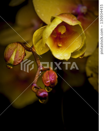 Vibrant yellow orchid blossom with delicate raindrops in a striking close-up view showcasing nature's beauty 130934455