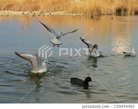 Seagulls flying and swimming in a serene lake during golden hour in early spring 130934485