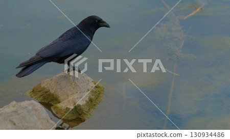 Black crow perched on a rock by the water during early morning light Black crow perched on a rock by the water during early morning light 130934486