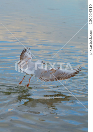 Seagull taking flight above tranquil waters at sunset near a coastal area Seagull taking flight above tranquil waters at sunset near a coastal area 130934510