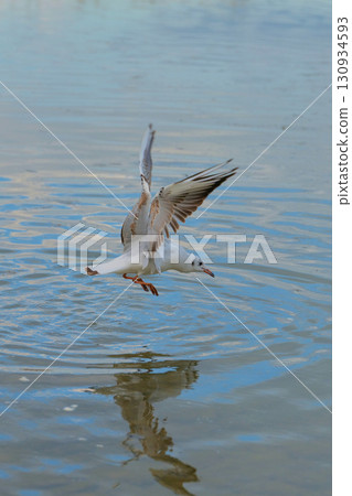 Seagull skims the surface of a serene lake at sunset with gentle ripples creating a mesmerizing reflection 130934593