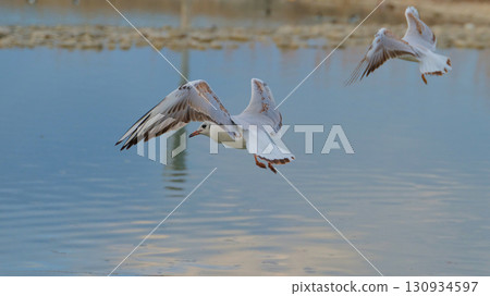 Seagulls flying over a serene lake during sunset with reflections shimmering on the water surface Seagulls flying over a serene lake during sunset with reflections shimmering on the water surface 130934597