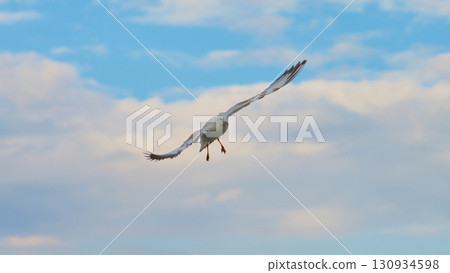 Seagull soaring gracefully against a blue sky with fluffy clouds during a calm afternoon 130934598