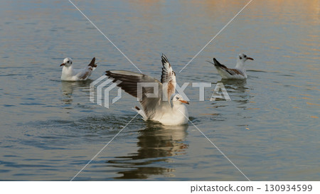 Seagulls gracefully gliding and flapping wings over calm water during sunset 130934599