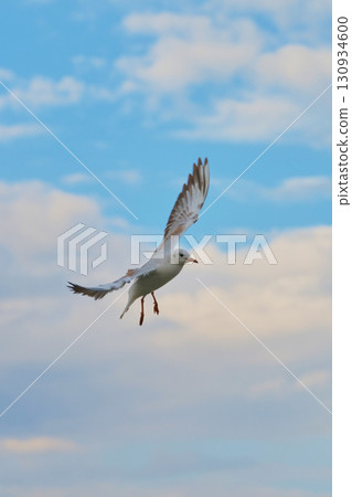 Seagull flying against a vibrant sky with clouds during the late afternoon in a coastal area 130934600