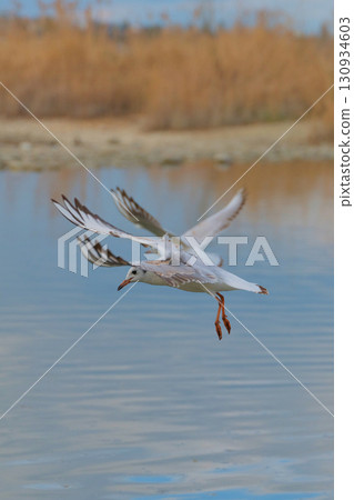 Seagull gliding gracefully above a calm body of water surrounded by soft reflections Seagull gliding gracefully above a calm body of water surrounded by soft reflections 130934603
