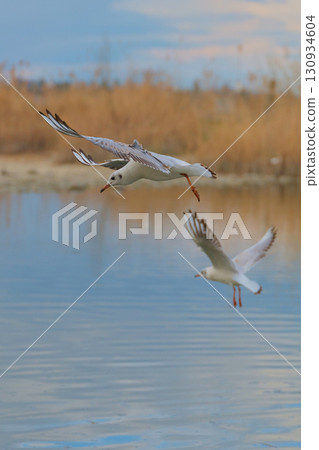 Birds soaring over a tranquil lake with soft reflections in the water during a serene afternoon 130934604